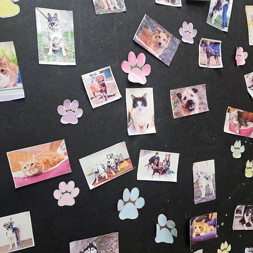 Optilens: доброта, которая видит сердцем